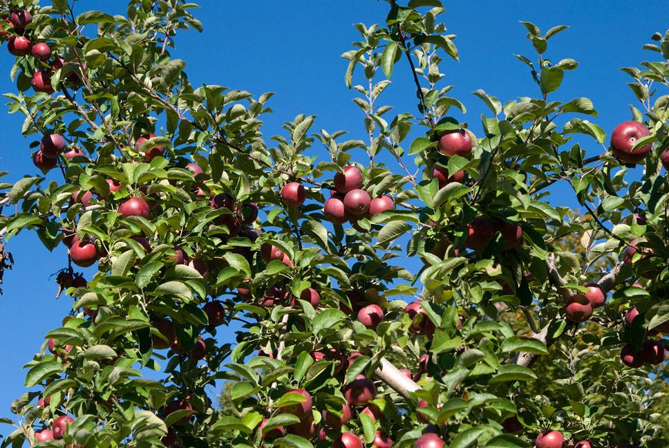 Our Orchard | Les fromages du verger